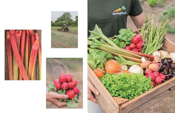 Produktbild: Das Gemüsekisten-Kochbuch