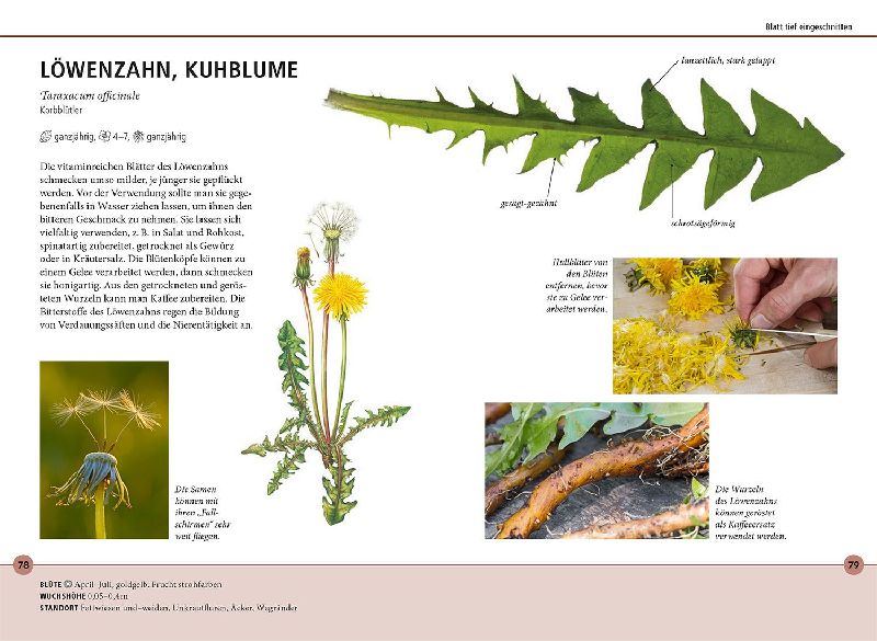 Produktbild: Wildkräuter am Blatt erkennen