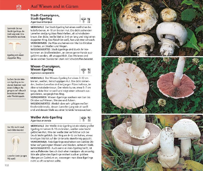 Produktbild: Kosmos Pilzführer für unterwegs