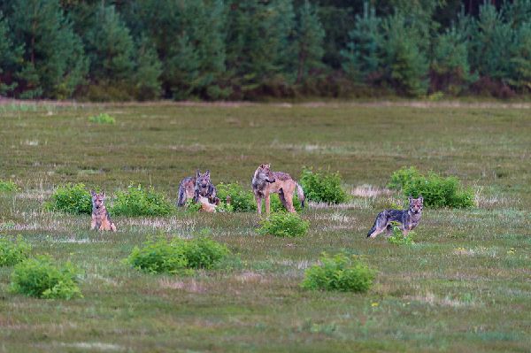 Produktbild: Bildband Wölfe - Begegnungen in freier Wildbahn: Deutschlands wilde Wölfe kehren zurück - Ein einmaliges Erlebnis von Wildnis und Natur mit 190 außergewöhnlichen Fotos