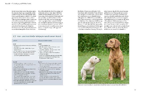 Produktbild: Welpentraining mit Martin Rütter