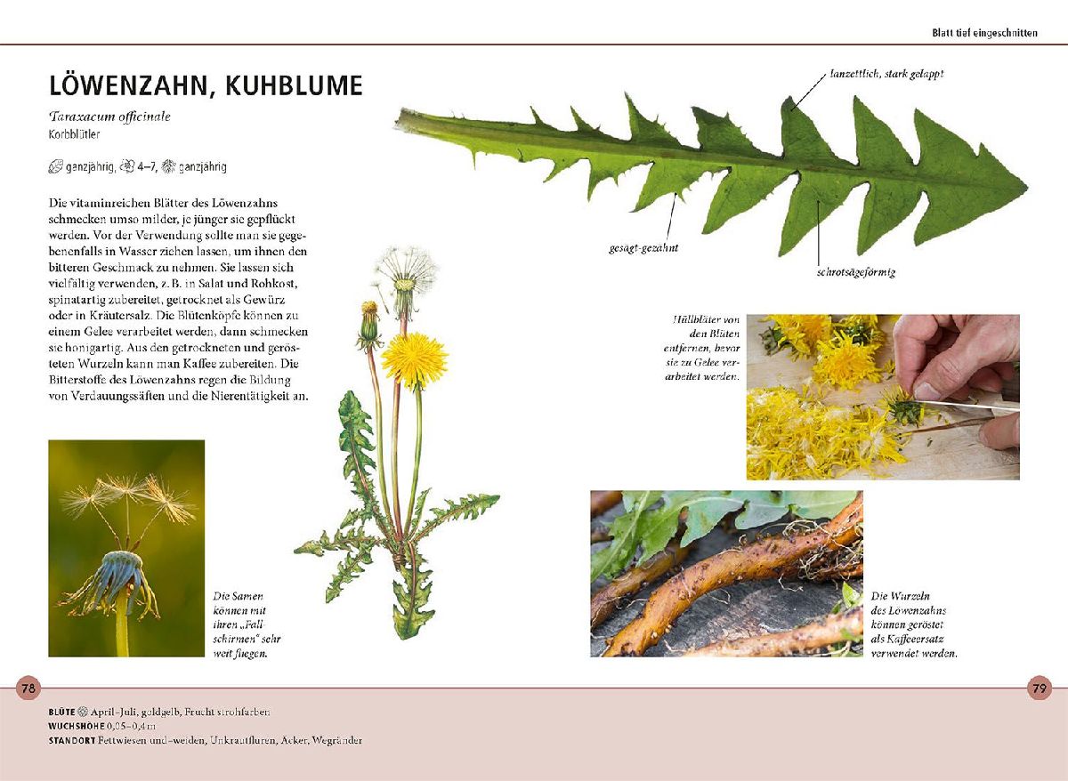 Produktbild: Wildkräuter am Blatt erkennen