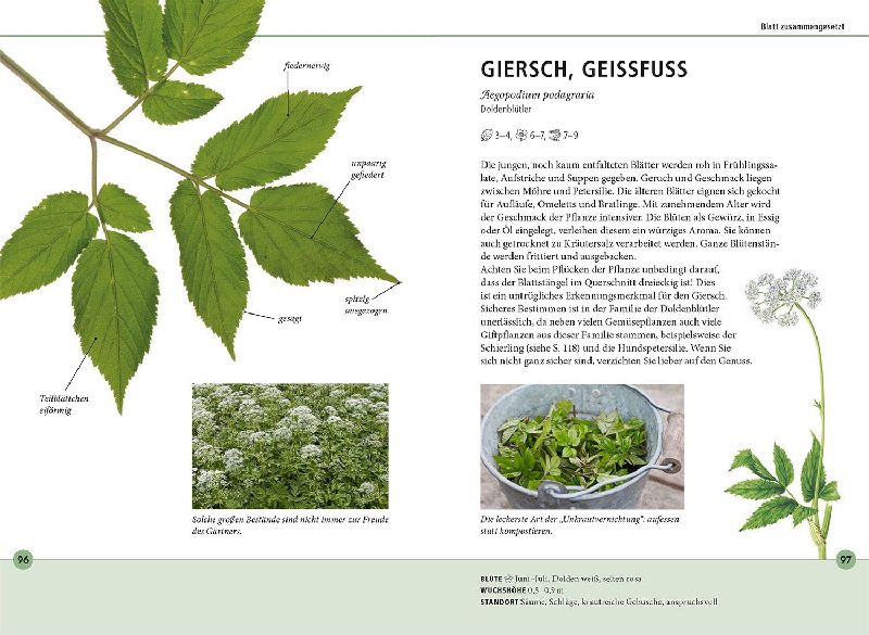 Produktbild: Wildkräuter am Blatt erkennen
