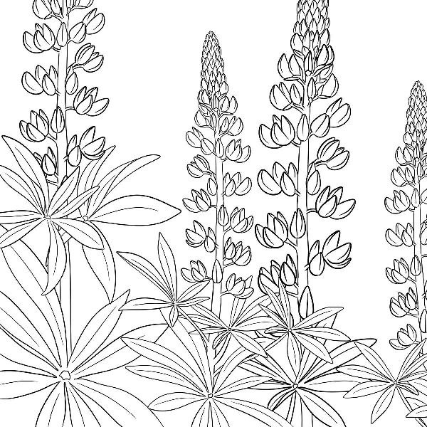 Produktbild: Colorful World - Blütentanz