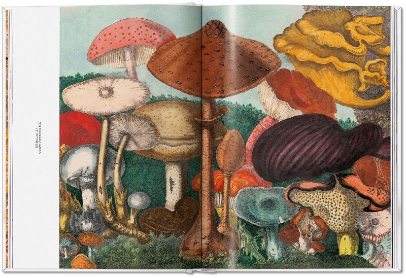 Produktbild: The Gourmand's Mushroom