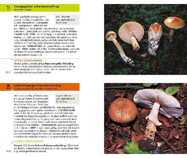 Produktbild: Essbare Pilze und ihre giftigen Doppelgänger