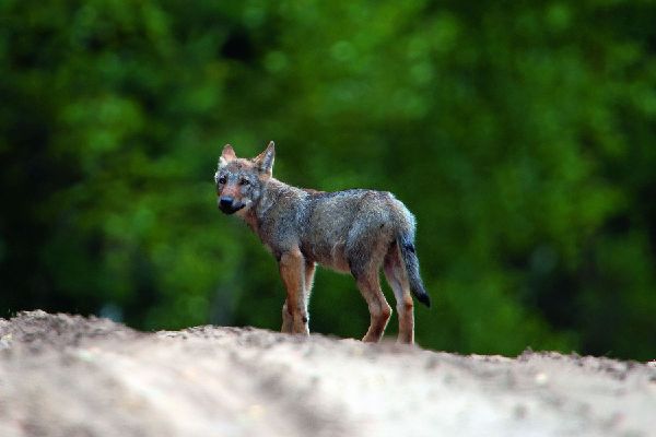 Produktbild: Bildband Wölfe - Begegnungen in freier Wildbahn: Deutschlands wilde Wölfe kehren zurück - Ein einmaliges Erlebnis von Wildnis und Natur mit 190 außergewöhnlichen Fotos