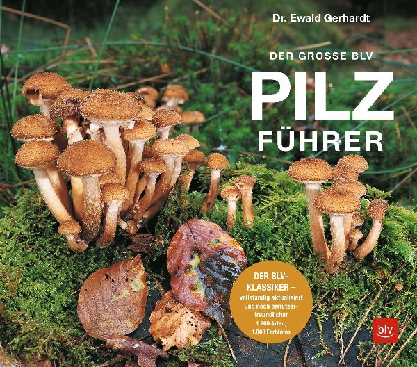 Produktbild: Der große BLV Pilzführer