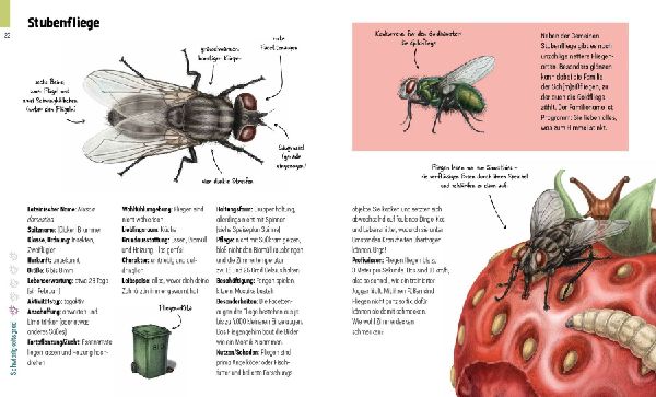 Produktbild: Hui, Spinne! Haustierchen halten für Anfänger