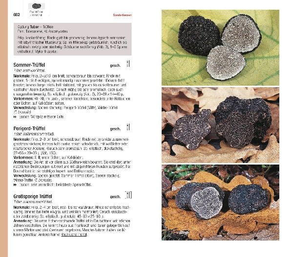 Produktbild: Der große BLV Pilzführer