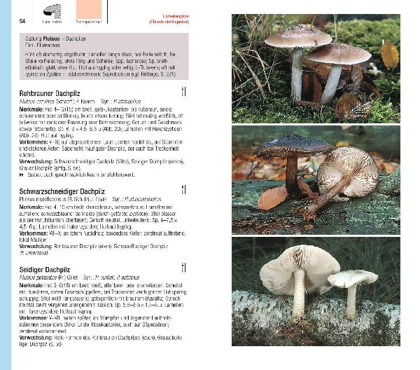 Produktbild: Der große BLV Pilzführer