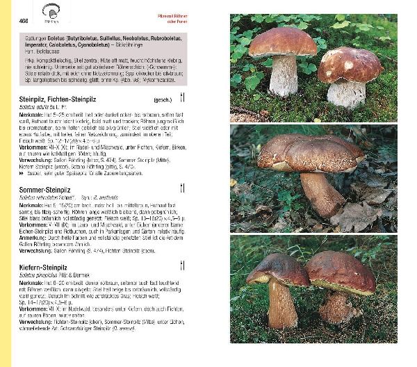 Produktbild: Der große BLV Pilzführer