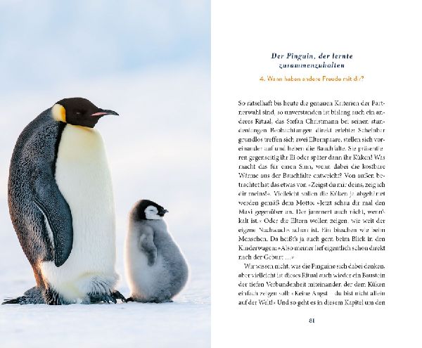 Produktbild: Der Pinguin, der fliegen lernte