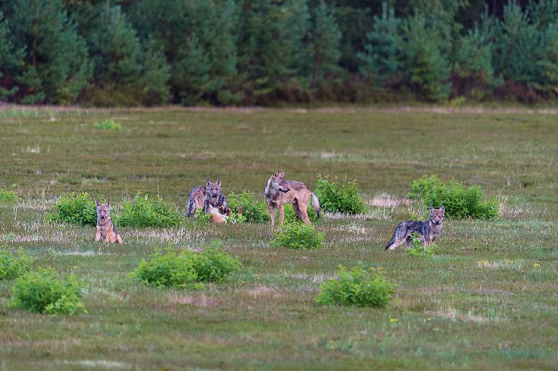 Produktbild: Bildband Wölfe - Begegnungen in freier Wildbahn: Deutschlands wilde Wölfe kehren zurück - Ein einmaliges Erlebnis von Wildnis und Natur mit 190 außergewöhnlichen Fotos