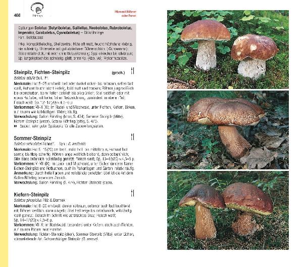 Produktbild: Der große BLV Pilzführer