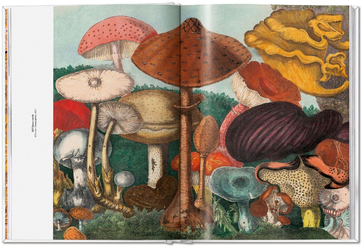 Produktbild: The Gourmand's Mushroom
