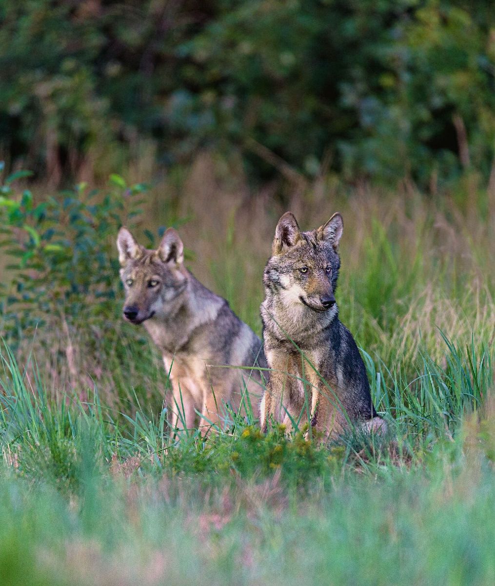 Produktbild: Bildband Wölfe - Begegnungen in freier Wildbahn: Deutschlands wilde Wölfe kehren zurück - Ein einmaliges Erlebnis von Wildnis und Natur mit 190 außergewöhnlichen Fotos