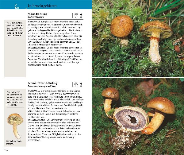 Produktbild: Kosmos Pilzführer für unterwegs