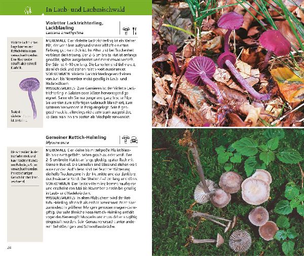 Produktbild: Kosmos Pilzführer für unterwegs