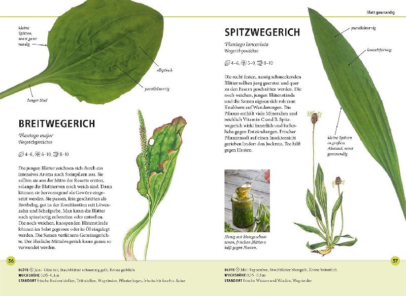 Produktbild: Wildkräuter am Blatt erkennen