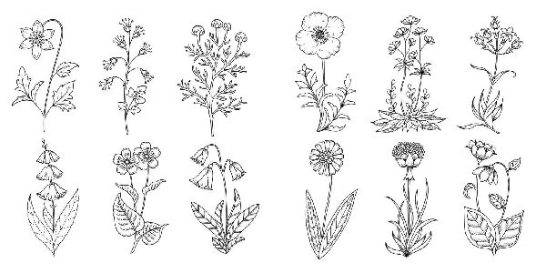 Produktbild: Wundervolle Wildblumen