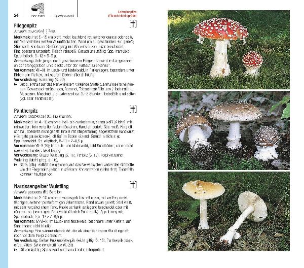 Produktbild: Der große BLV Pilzführer