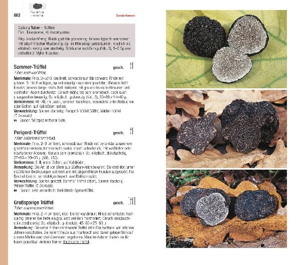 Produktbild: Der große BLV Pilzführer