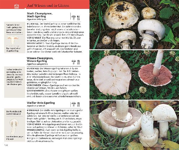 Produktbild: Kosmos Pilzführer für unterwegs