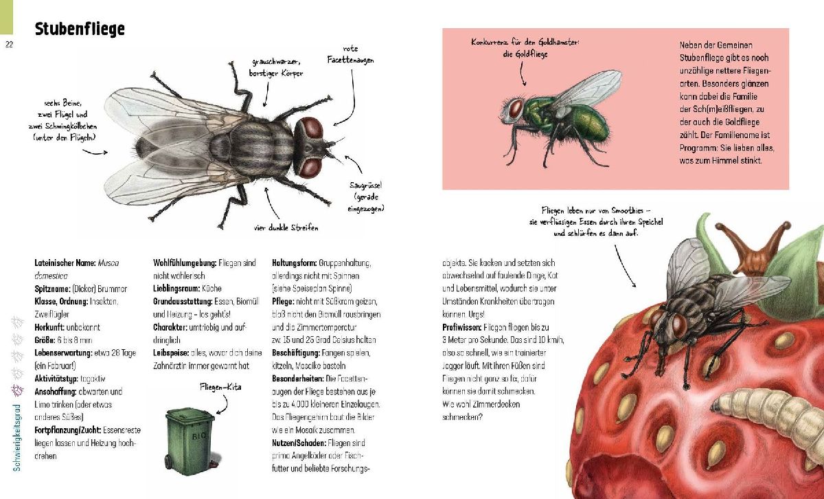 Produktbild: Hui, Spinne! Haustierchen halten für Anfänger