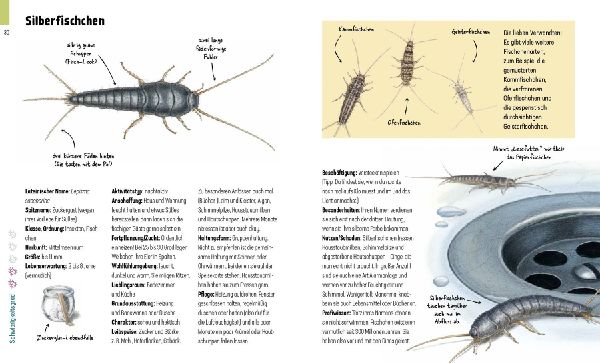 Produktbild: Hui, Spinne! Haustierchen halten für Anfänger